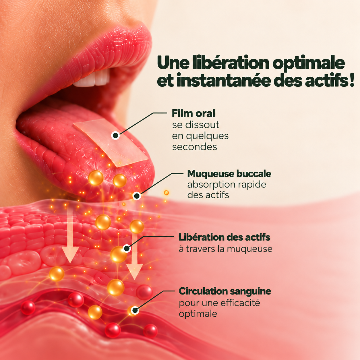 Schéma du film oral et du passage des actifs à travers la muqueuse buccale